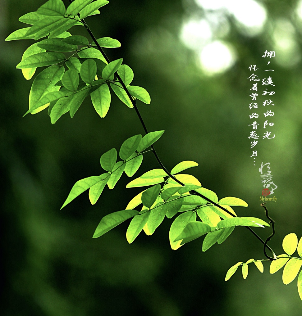 瑜伽八支，瑜伽人的精进之路|阿斯汤加瑜伽（Ashtanga Yoga）第一序列学习与实践笔记（九）-图片1