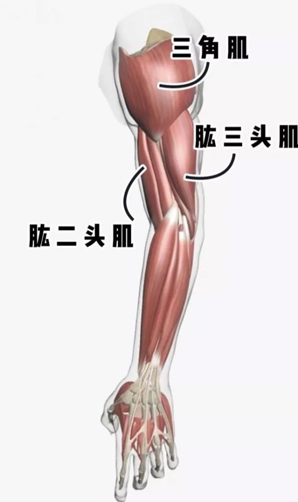 如何正确的锻炼手臂肌群-图片2